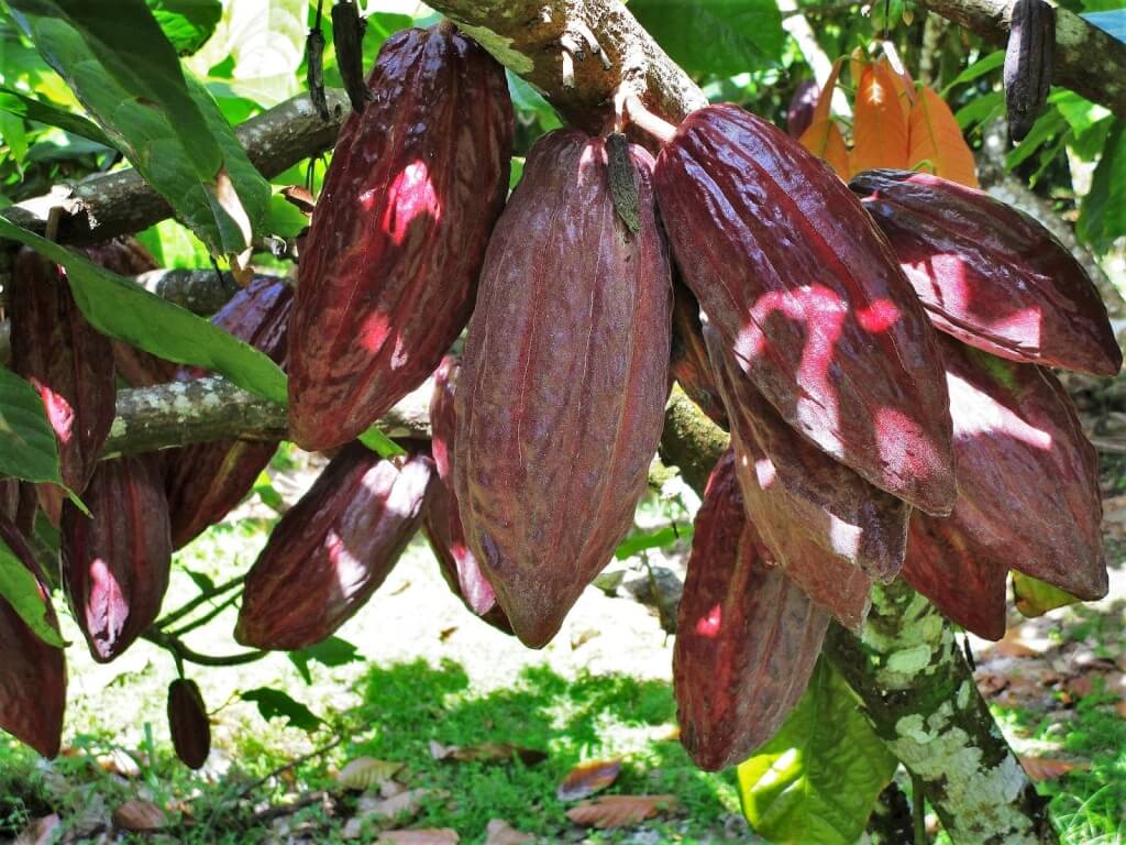 Saint Lucia Kakaowce