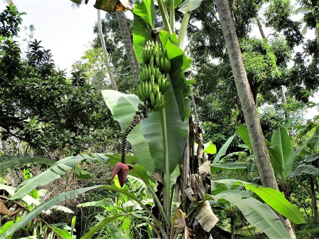 Saint Lucia Soufriere kwiat banana