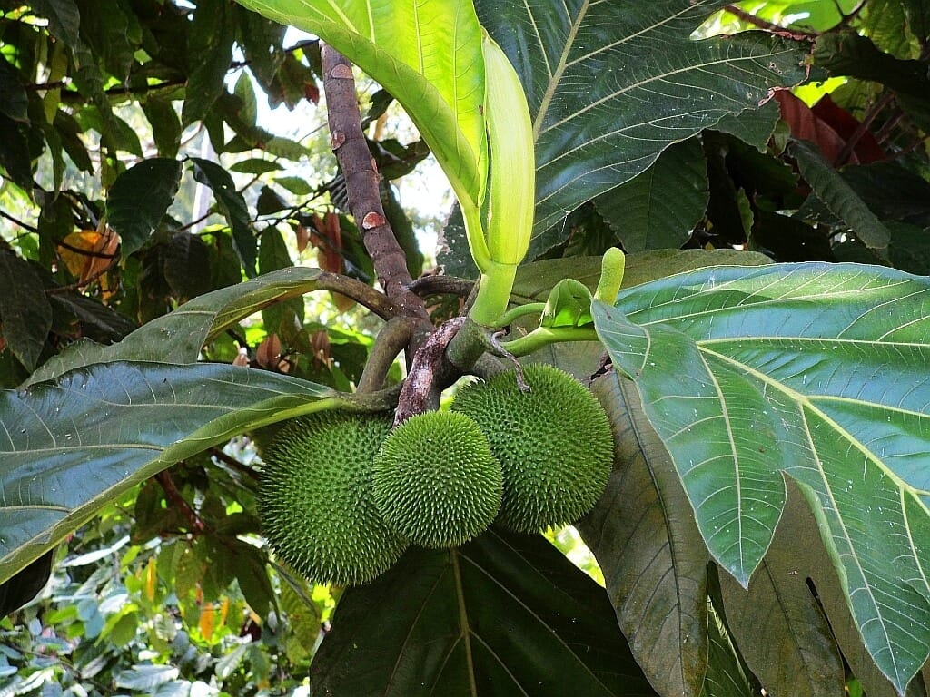 Saint Lucia drzewo kalabasa