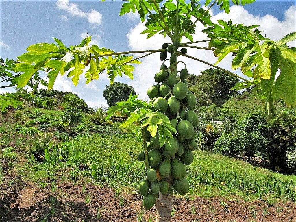 Saint Lucia papaya