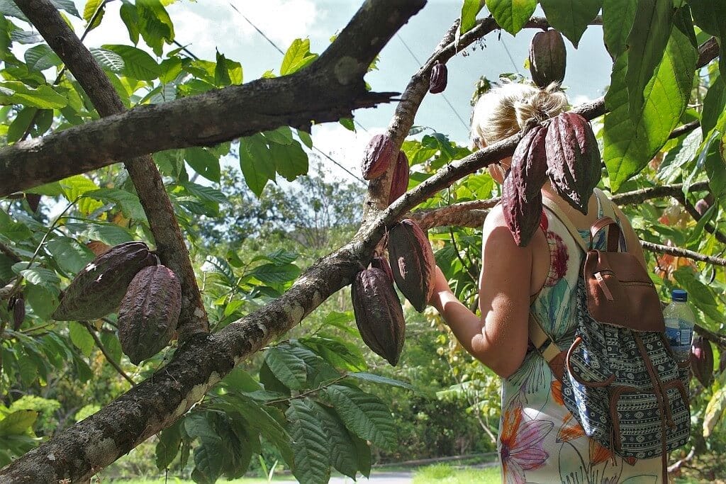 Saint Lucia plantacja kakaowcow