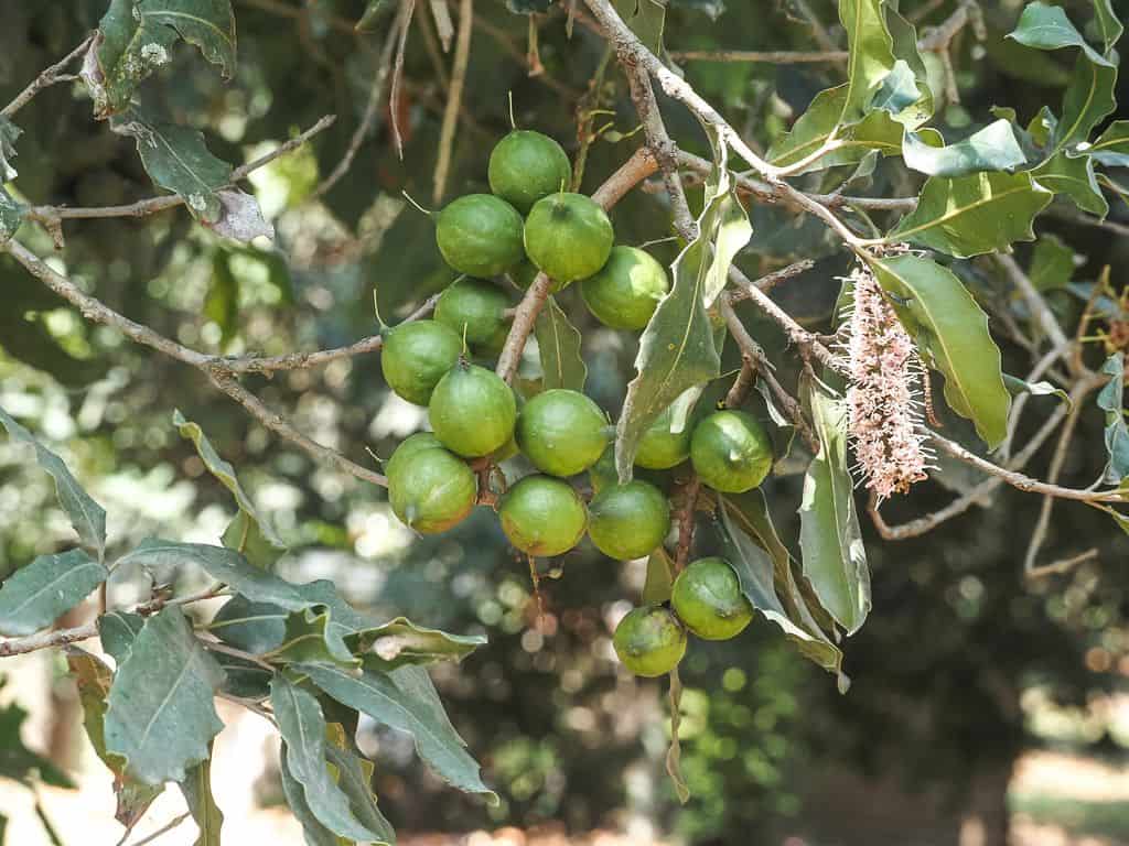 Co zobaczyć w Antigua Guatemala – najważniejsze atrakcje 45 Valhalla Macadamia Farm