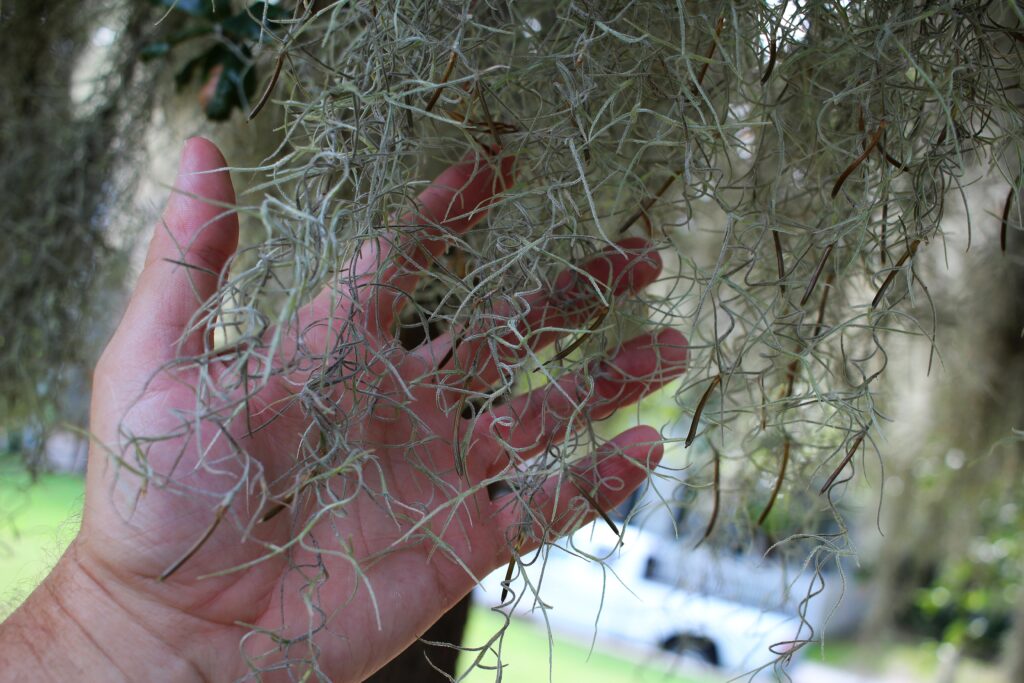 Forrest Gump z Beaufort 5 forrest gump z beaufort hiszpanski mech