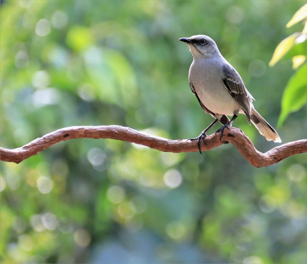 Clay colored thrush ptak narodowy kostaryki
