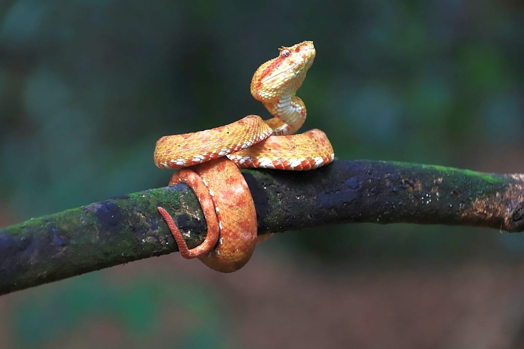 Eyelash Viper zmija kostatyka