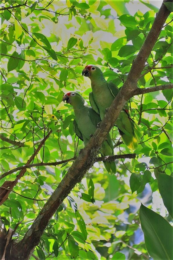 Red lored Parrot papugi z kostaryki