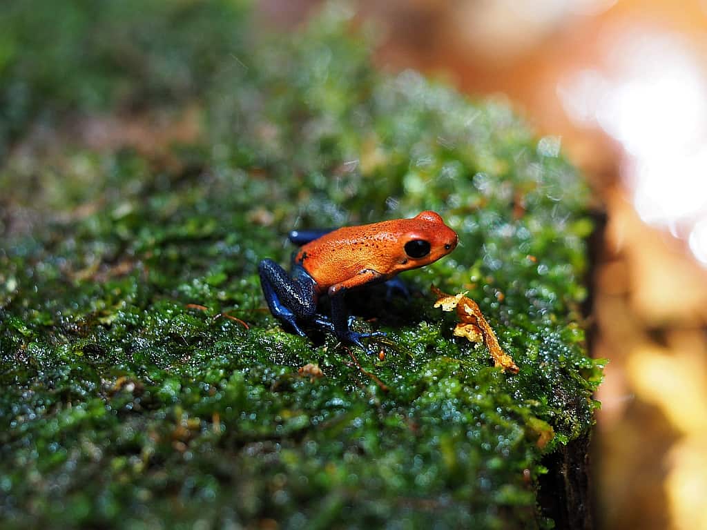blue jeans frog zaby z kostaryki