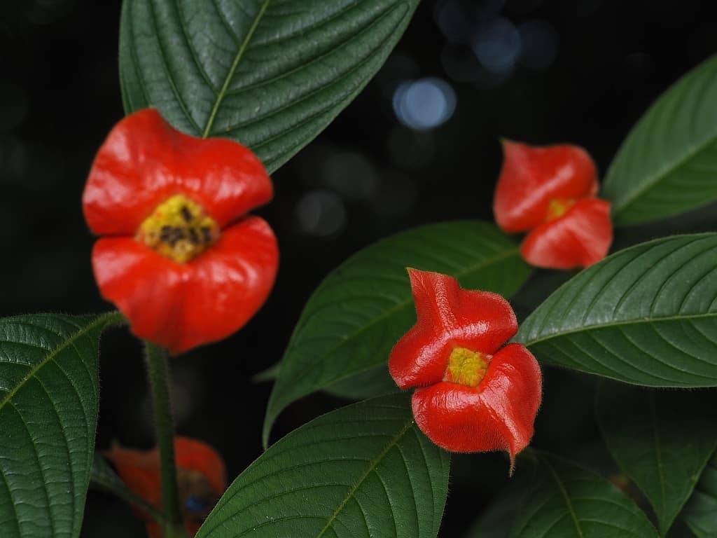 kostaryka hot lip flower