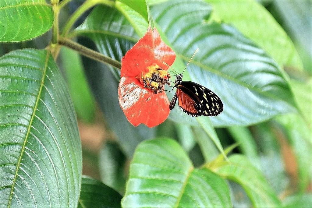 motyl-kostaryka-lip-flower