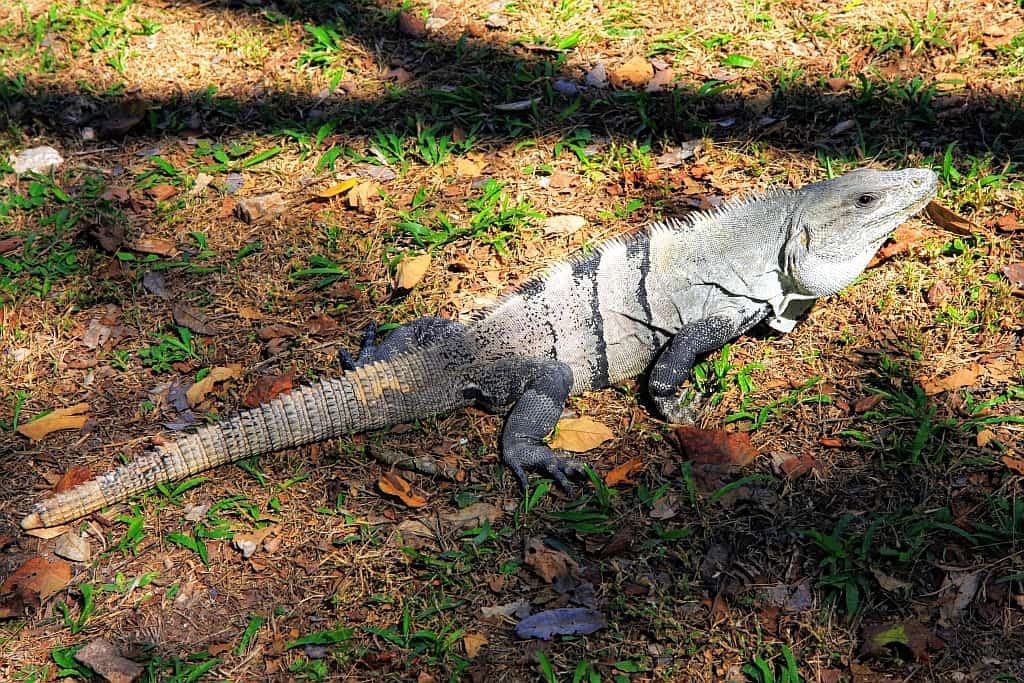 piramidy w uxmal iguana