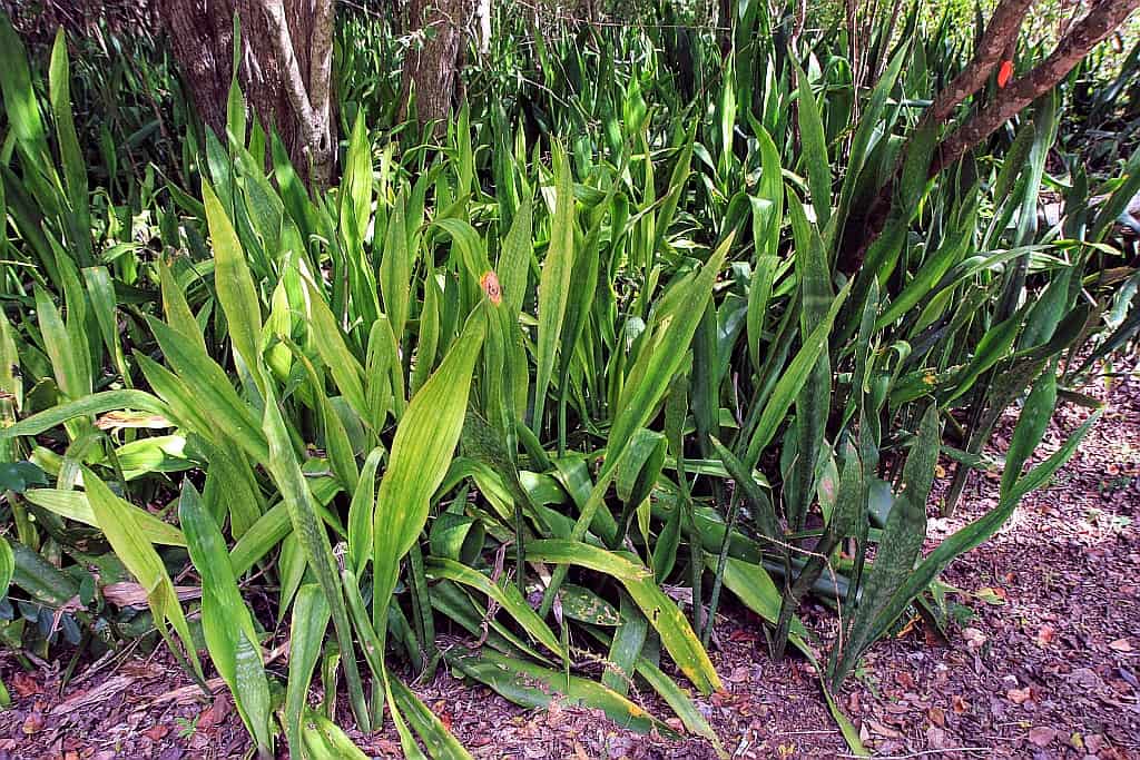 piramidy w uxmal snake plant