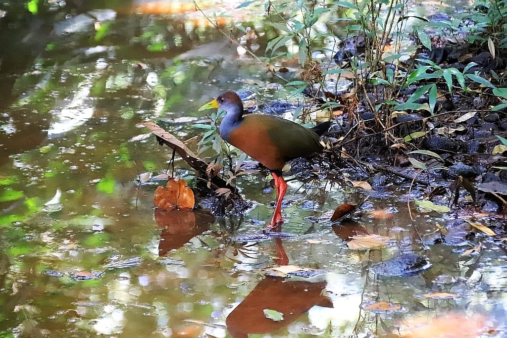zaby z kostaryki Grey cowled wood rail