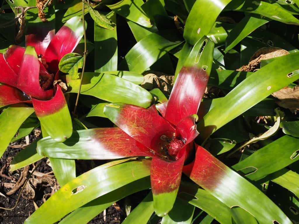 zaby z kostaryki bromeliady