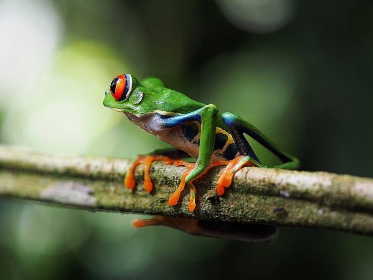 Zabójczo piękne żaby z Kostaryki