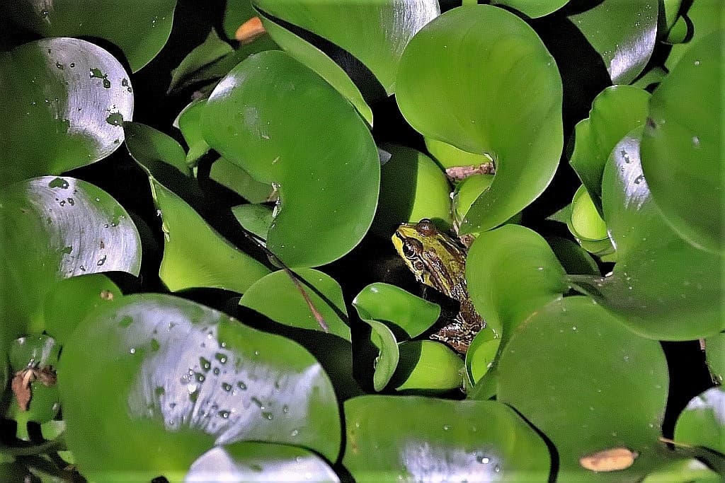 zaby z kostaryki zaba leoparda b 2