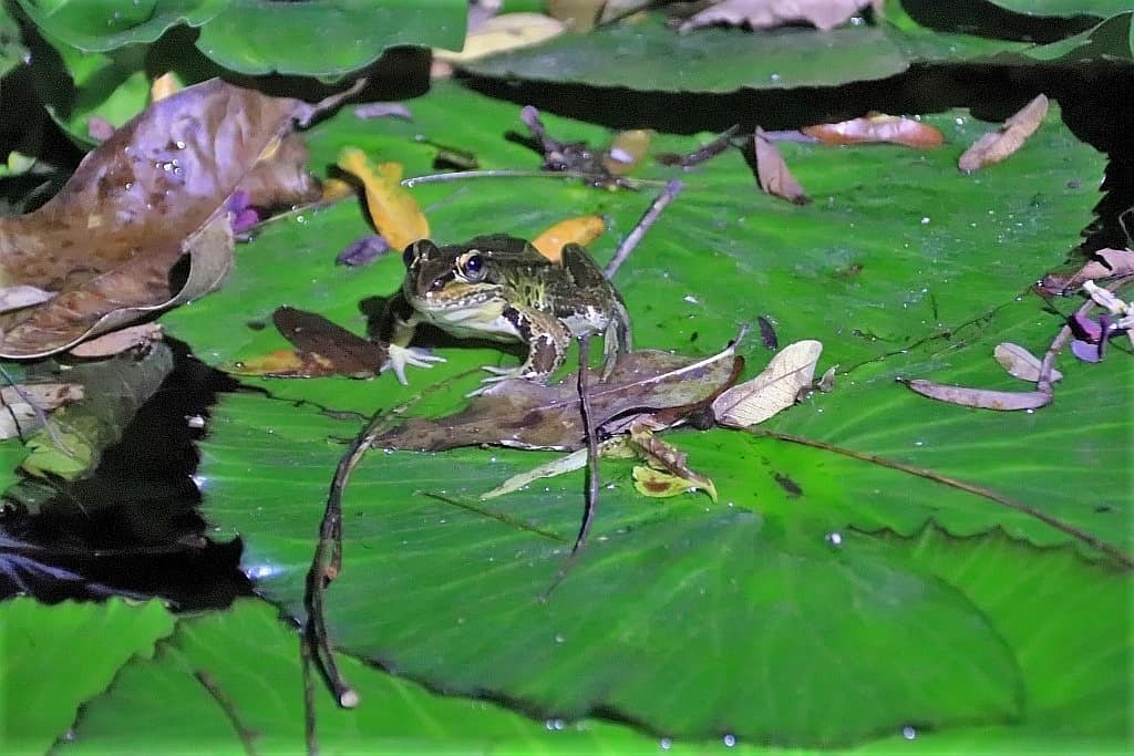 zaby z kostaryki zaba leoparda d 2