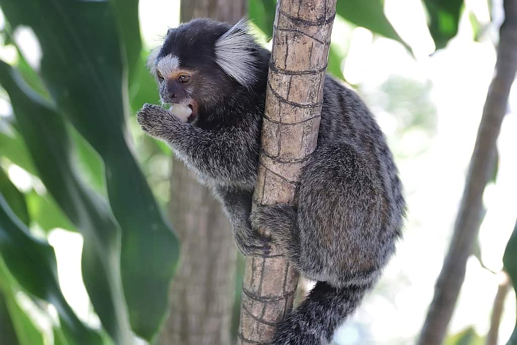 Brazilian marmoset monkey z bananem
