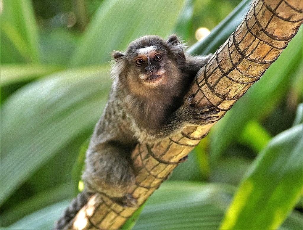 Brazilian marmoset monkey.rio de janeiro hotel