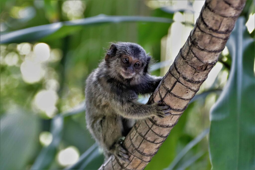 marmozeta rio de janeiro