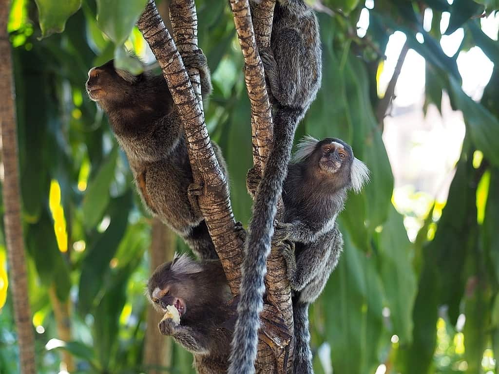 santa teresa w rio de janeiro Brazilian marmoset monkey