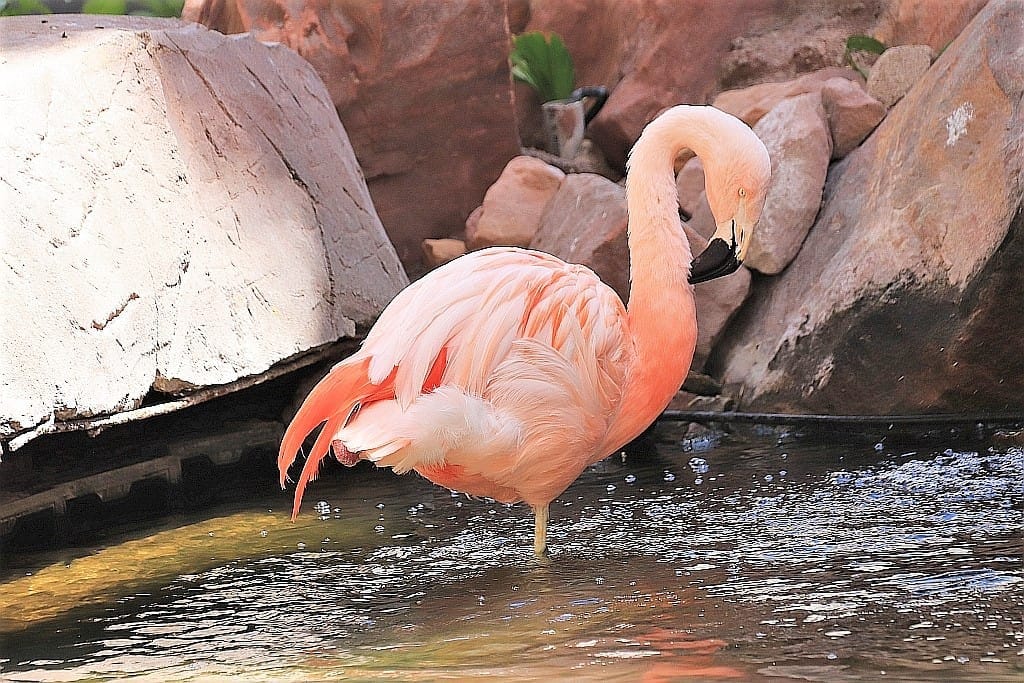 Holel Flamingo Las Vegas flaming