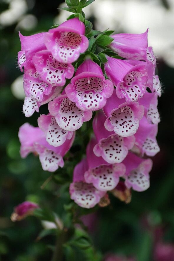 naparstnica las vegas bellaggio