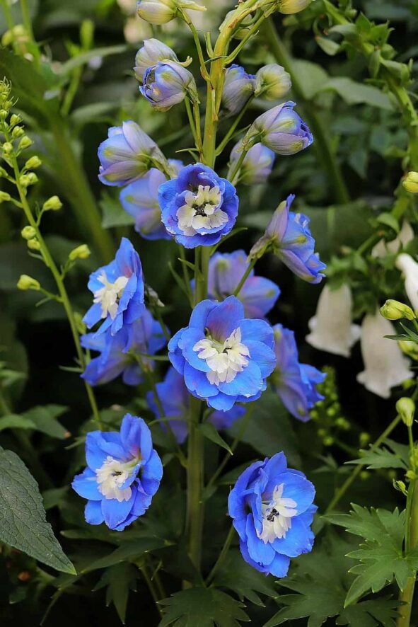 ostrozki las vegas bellagio