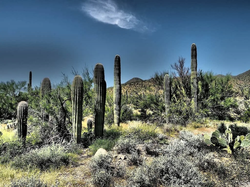 Park Narodowy Saguaro 012