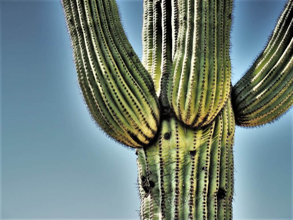 Park Narodowy Saguaro – kraina gigantycznych kaktusów 12 Park Narodowy Saguaro 015