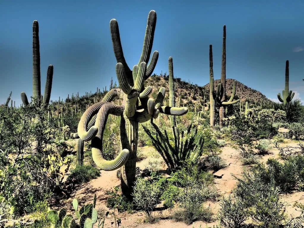 Park Narodowy Saguaro 017