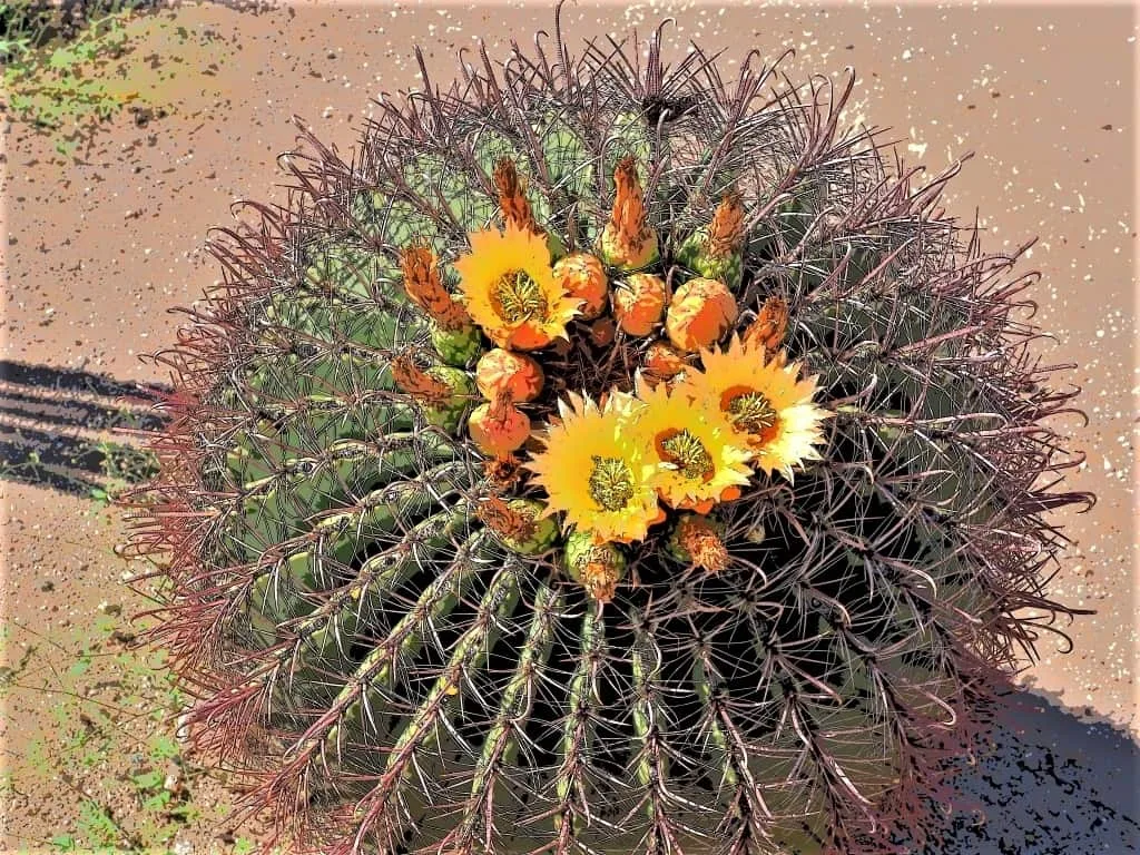Park-Narodowy-Saguaro-019