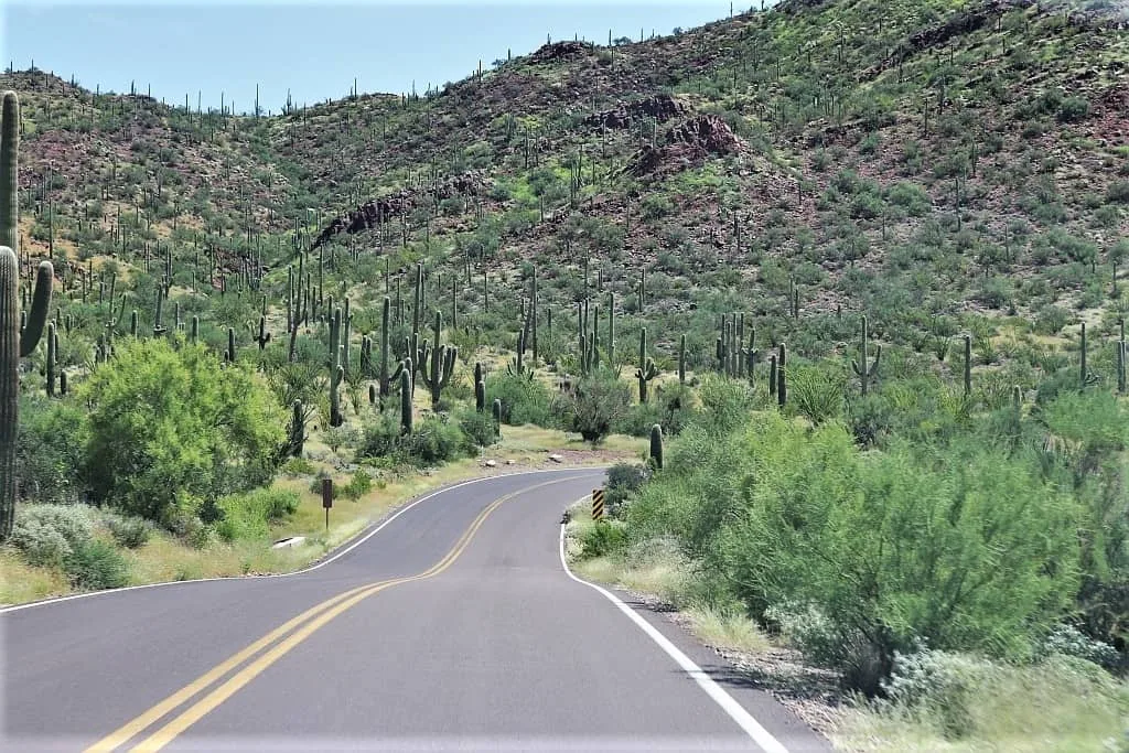 Park Narodowy Saguaro 03
