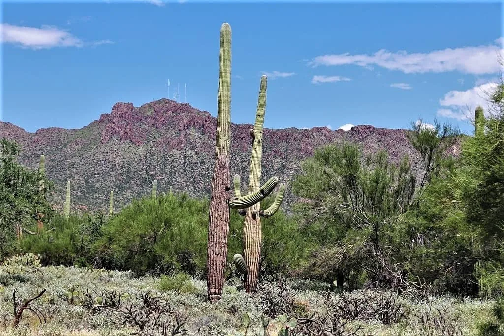Park Narodowy Saguaro 04