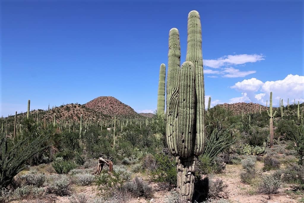 Park Narodowy Saguaro – kraina gigantycznych kaktusów 7 Park Narodowy Saguaro 07