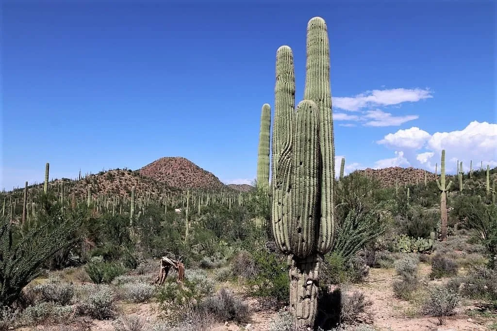 Park Narodowy Saguaro 07