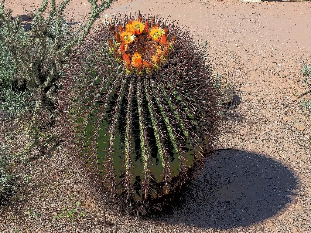 Park Narodowy Saguaro 20