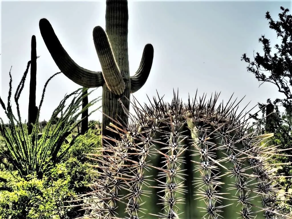 Park Narodowy Saguaro 21