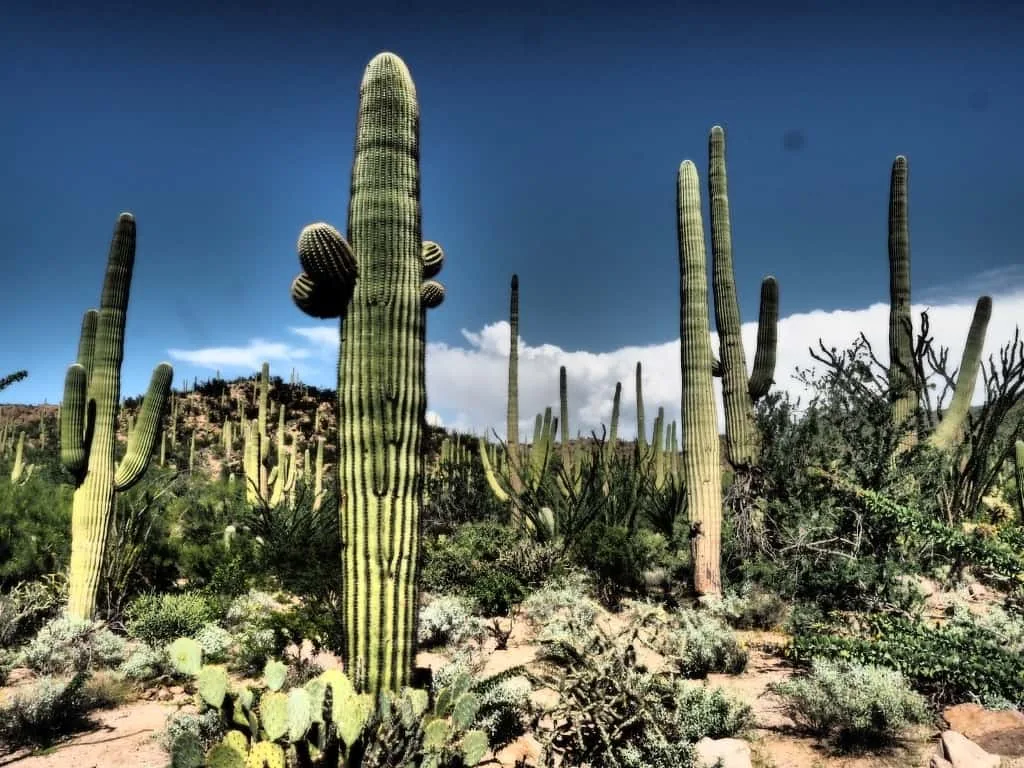 Park Narodowy Saguaro 22