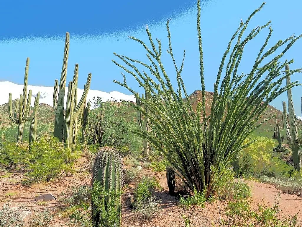 Park Narodowy Saguaro 23