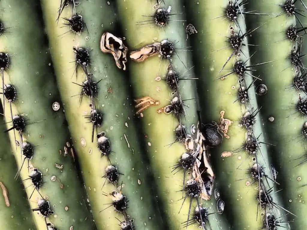 Park Narodowy Saguaro 24
