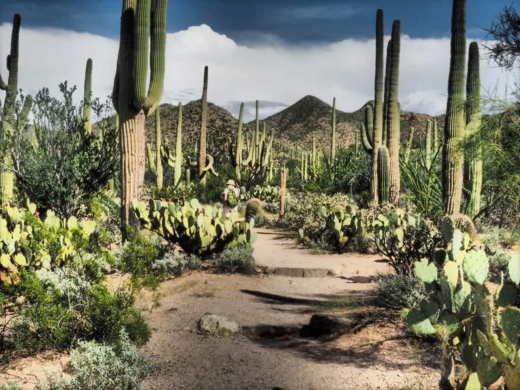 Park Narodowy Saguaro 25