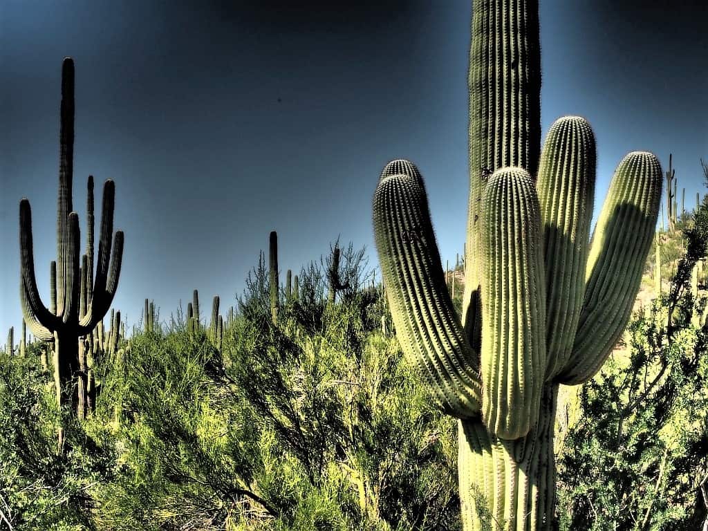 Park Narodowy Saguaro – kraina gigantycznych kaktusów 10 Park Narodowy Saguaro 26