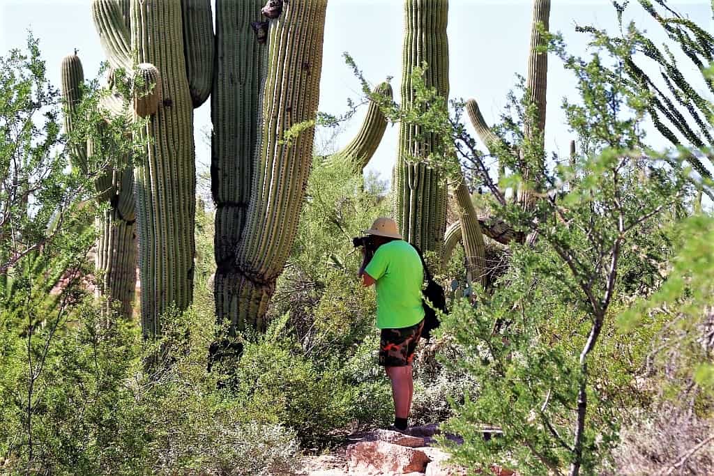 Park Narodowy Saguaro – kraina gigantycznych kaktusów 20 Park Narodowy Saguaro a