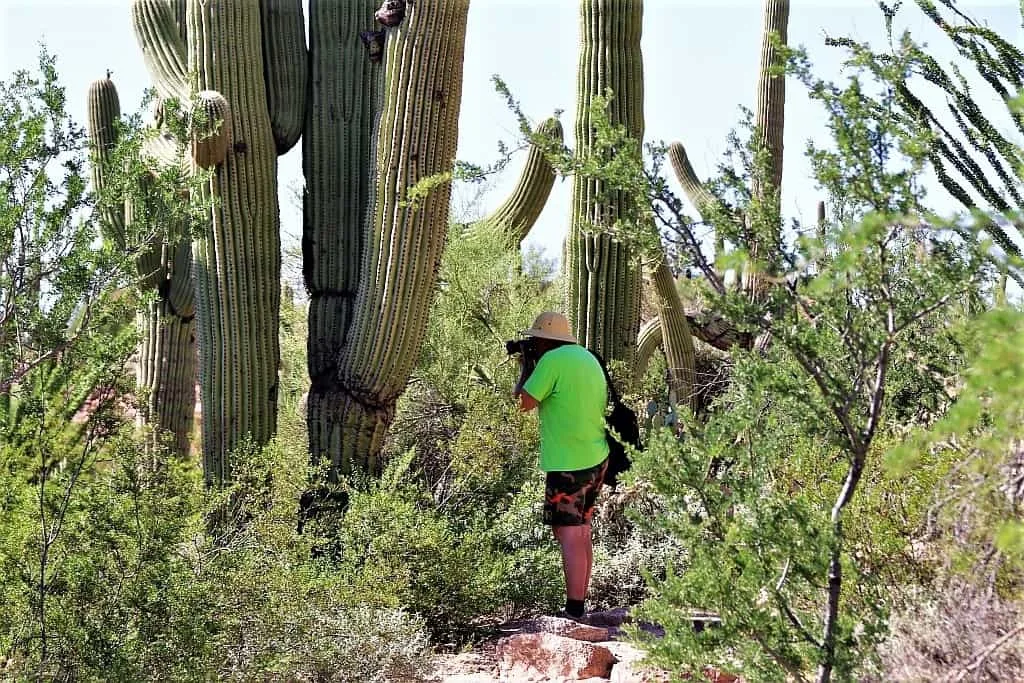 Park Narodowy Saguaro a