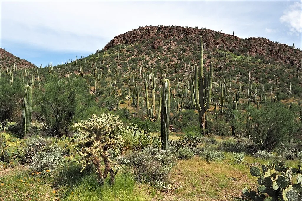 Park Narodowy Saguaro aa