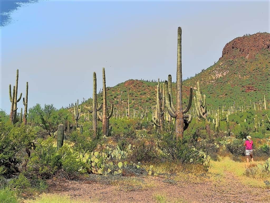 Park Narodowy Saguaro – kraina gigantycznych kaktusów 4 Park Narodowy Saguaro b