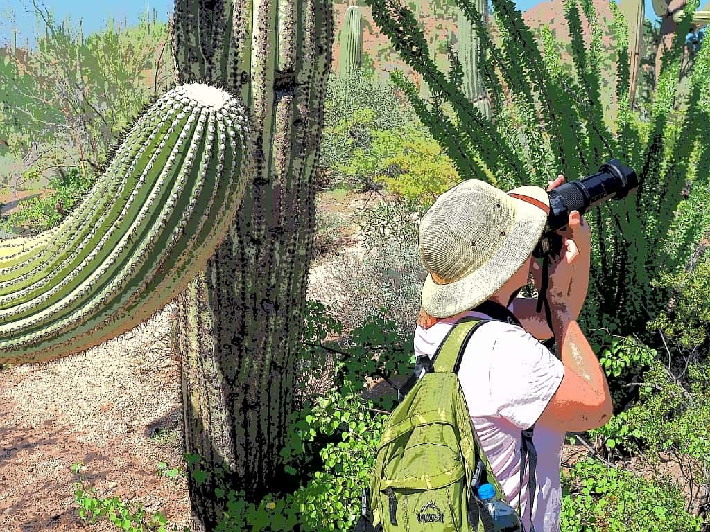 Park Narodowy Saguaro – kraina gigantycznych kaktusów 11 Park Narodowy Saguaro c