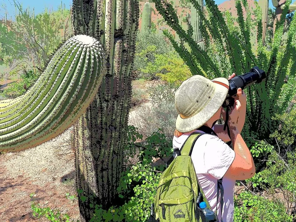 Park Narodowy Saguaro c