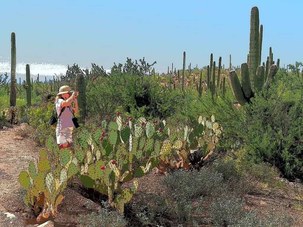 Park Narodowy Saguaro d