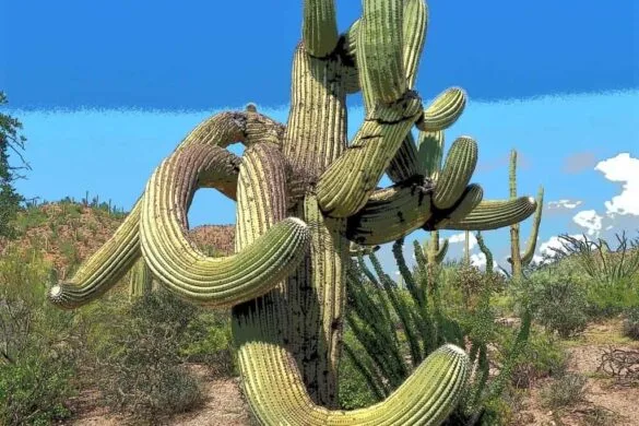 Park Narodowy Saguaro – kraina gigantycznych kaktusów
